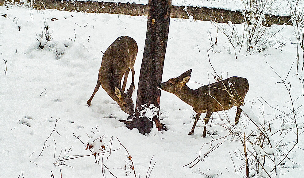 Wildkameraaufnahme einer Gruppe von Wild im Schnee.