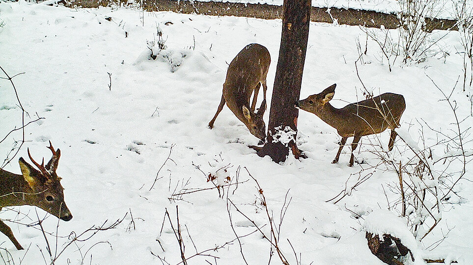 Wildkameraaufnahme einer Gruppe von Wild im Schnee.