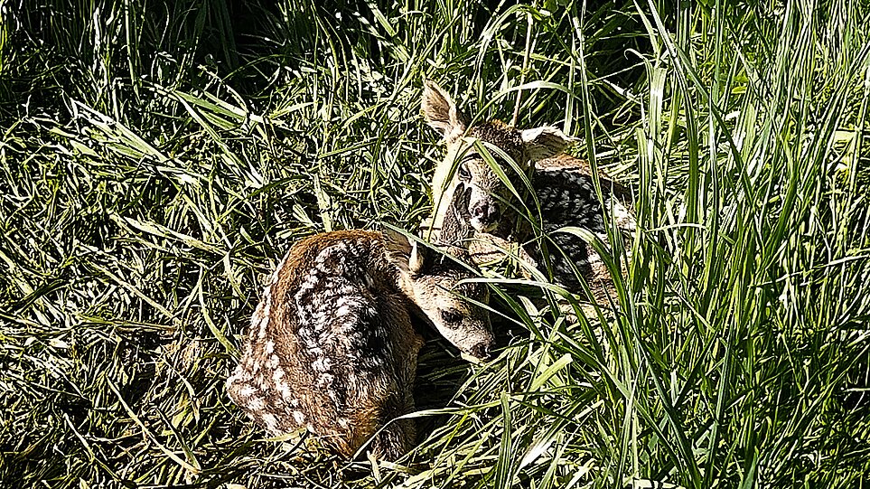 Rehkitze im Gras.