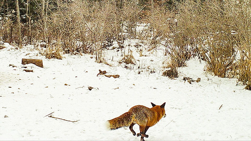 Wildkameraaufnahme eines Fuchses im Schnee.