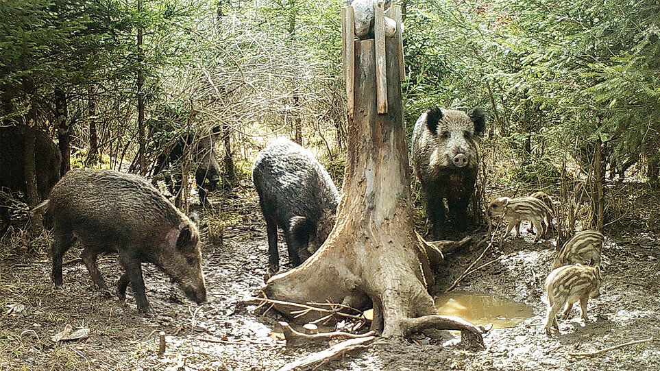 Wildkameraufnahme einer Wildschweingruppe mit Jungen.