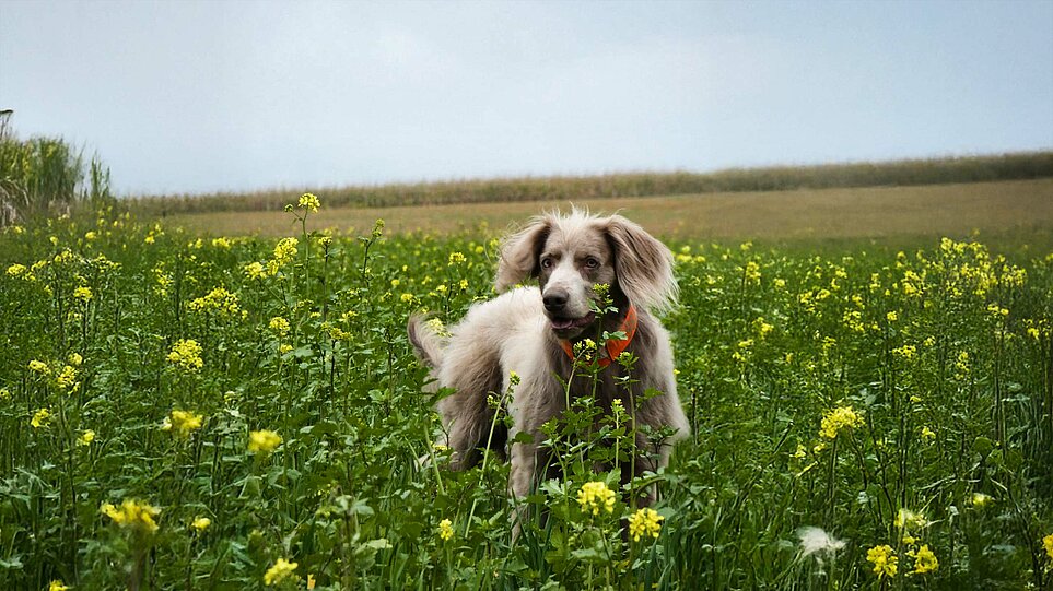 Foto eines Jagdhundes auf einer Wiese.